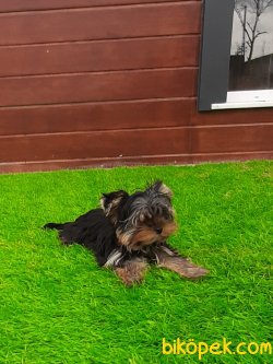 YORKSHIRE TERRIER YAVRULARIMIZ 4