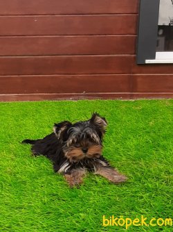 YORKSHIRE TERRIER YAVRULARIMIZ 1