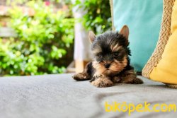 YORKSHIRE TERRIER YAVRULARIMIZ 3