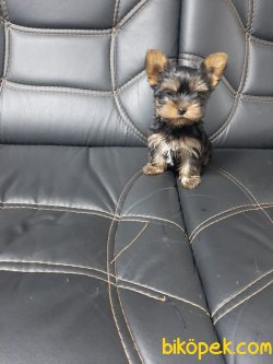YORKSHIRE TERRIER YAVRULARIMIZ 3