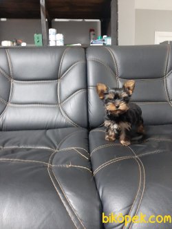 YORKSHIRE TERRIER YAVRULARIMIZ 2