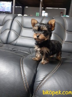 YORKSHIRE TERRIER YAVRULARIMIZ 1