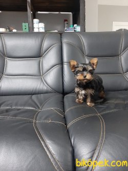 YORKSHIRE TERRIER YAVRULARIMIZ 5