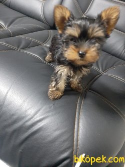 YORKSHIRE TERRIER YAVRULARIMIZ 4
