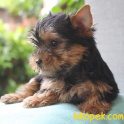 YORKSHIRE TERRIER YAVRULARIMIZ 1