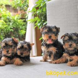 YORKSHIRE TERRIER YAVRULARIMIZ 1