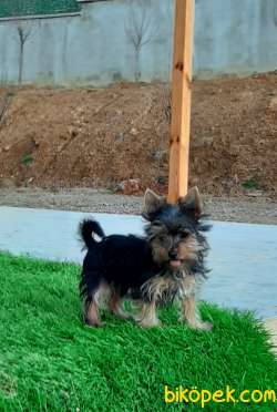 YORKSHIRE TERRIER YAVRULARIMIZ 1