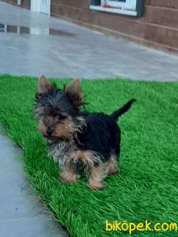YORKSHIRE TERRIER YAVRULARIMIZ 5
