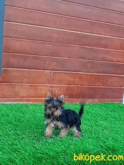 YORKSHIRE TERRIER YAVRULARIMIZ 2