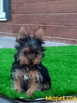YORKSHIRE TERRIER YAVRULARIMIZ 3