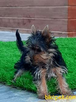 YORKSHIRE TERRIER YAVRULARIMIZ 4