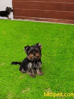 YORKSHIRE TERRIER YAVRULARIMIZ 2