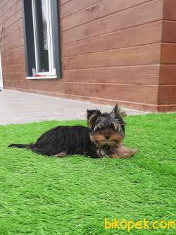 YORKSHIRE TERRIER YAVRULARIMIZ 4