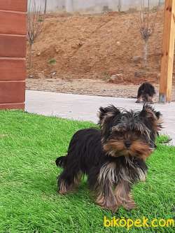 YORKSHIRE TERRIER YAVRULARIMIZ 5