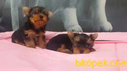 YORKSHIRE TERRIER YAVRULARIMIZ 3