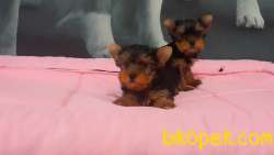 YORKSHIRE TERRIER YAVRULARIMIZ 5