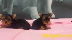 YORKSHIRE TERRIER YAVRULARIMIZ 4