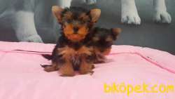 YORKSHIRE TERRIER YAVRULARIMIZ 1