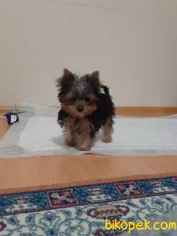 YORKSHIRE TERRIER YAVRULARIMIZ 3