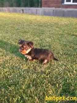 YORKSHIRE TERRIER YAVRULARIMIZ 4