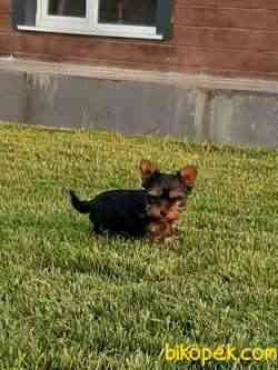 YORKSHIRE TERRIER YAVRULARIMIZ 2