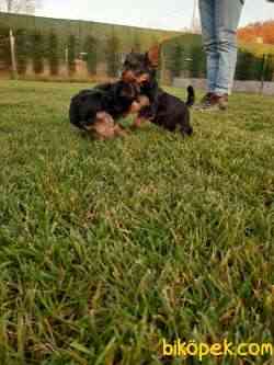 YORKSHIRE TERRIER YAVRULARIMIZ 5