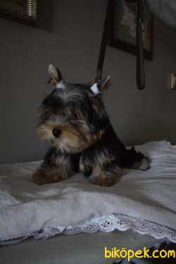 Yorkshire Terrier Yavrularımız