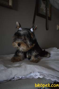 Yorkshire Terrier Yavrularımız 1