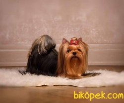 YORKSHIRE TERRIER YAVRULARIMIZ GULEN SURATLAR 1