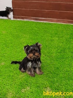 YORKSHIRE TERRIER YAVRULARIMIZ GULEN SURATLAR 3