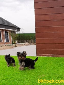 YORKSHIRE TERRIER YAVRULARIMIZ GULEN SURATLAR 4
