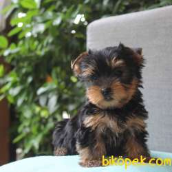YORKSHIRE TERRIER YAVRULARIMIZ GULEN SURATLAR 1