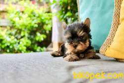YORKSHIRE TERRIER YAVRULARIMIZ GULEN SURATLAR 4
