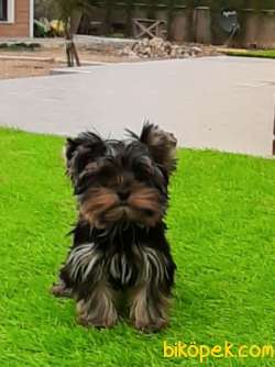 YORKSHIRE TERRIER YAVRULARIMIZ GULEN SURATLAR 1