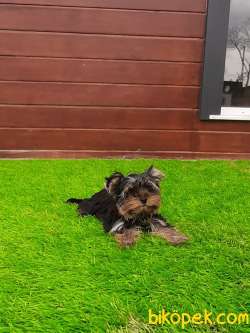 YORKSHIRE TERRIER YAVRULARIMIZ GULEN SURATLAR 3
