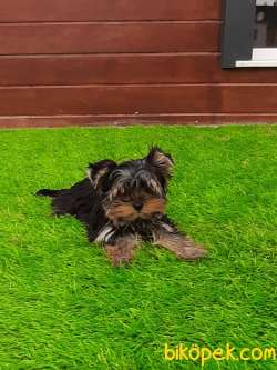 YORKSHIRE TERRIER YAVRULARIMIZ GULEN SURATLAR 2