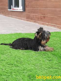 YORKSHIRE TERRIER YAVRULARIMIZ GULEN SURATLAR 5