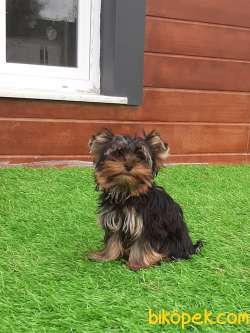 YORKSHIRE TERRIER YAVRULARIMIZ GULEN SURATLAR 4