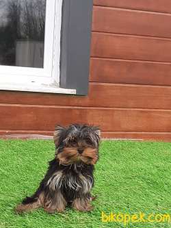 YORKSHIRE TERRIER YAVRULARIMIZ GULEN SURATLAR 2