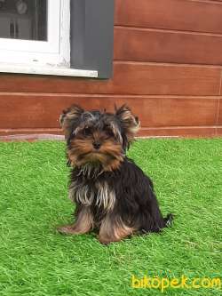 YORKSHIRE TERRIER YAVRULARIMIZ GULEN SURATLAR 3