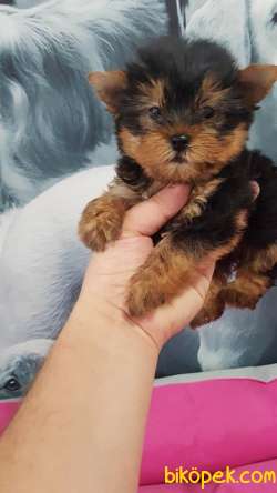 YORKSHIRE TERRIER YAVRULARIMIZ GULEN SURATLAR 2