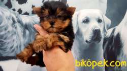 YORKSHIRE TERRIER YAVRULARIMIZ GULEN SURATLAR 1