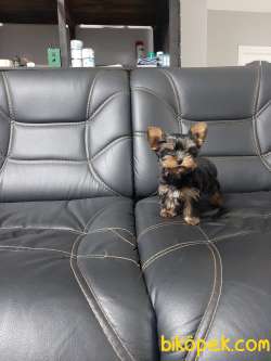YORKSHIRE TERRIER YAVRULARIMIZ GULEN SURATLAR 1