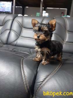 YORKSHIRE TERRIER YAVRULARIMIZ GULEN SURATLAR 4