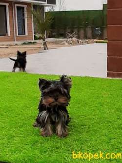SATILIK YORKSHIRE TERRIER YAVRULARIMIZ GULEN SURATLAR 2