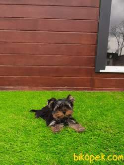SATILIK YORKSHIRE TERRIER YAVRULARIMIZ GULEN SURATLAR 5