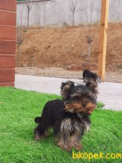 SATILIK YORKSHIRE TERRIER YAVRULARIMIZ GULEN SURATLAR 4