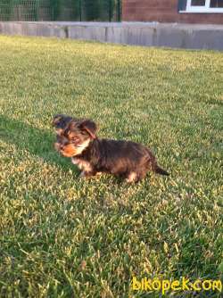 YORKSHIRE TERRIER YAVRULARIMIZ GULEN SURATLAR 4