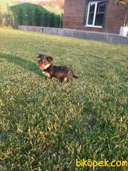 YORKSHIRE TERRIER YAVRULARIMIZ GULEN SURATLAR 2