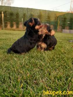 YORKSHIRE TERRIER YAVRULARIMIZ GULEN SURATLAR 1